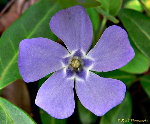 {Vinca minor}